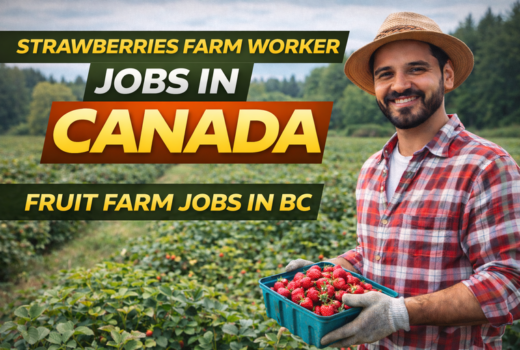 Strawberries Farm Worker Jobs in Canada